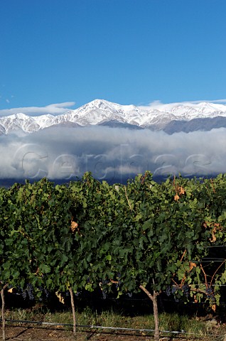 Snow capped Andes mountains behind Cabernet Sauvignon vineyard of Bodegas Salentein Tunuyan Mendoza Argentina