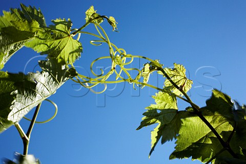 Young vine leaves and blue sky