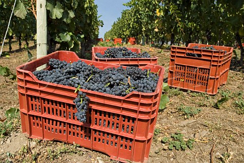 Crates of Fumin grapes during havest at Les Crtes owned by Costantino Charrre Aymavilles Valle dAosta Italy Valle dAosta