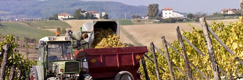 Loading of Cortese grapes in the vineyard of Villa Sparina Monterotondo Gavi Piemonte Italy Gavi