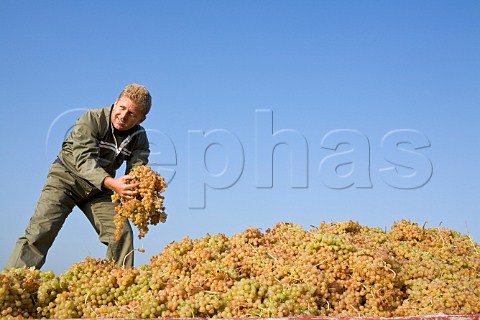 Picker with harvested Cortese grapes for Villa Sparina Monterotondo Gavi Piemonte Italy Gavi