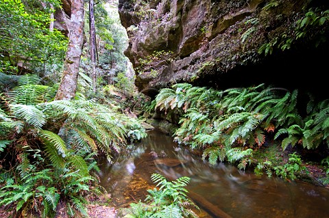 The Grand Canyon Blue Mountains National Park New South Wales Australia