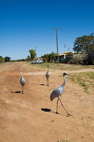 Brolgas in Burketown Queensland Australia