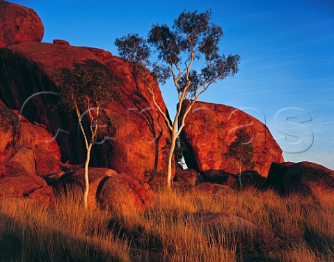 Ghost Gum Eucalyptus papuana at sunrise Devils marbles Conservation Reserve Northern Territory Australia