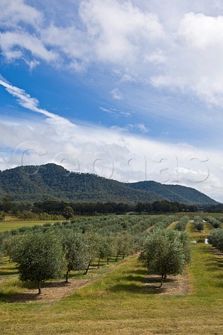 Olive grove near Broke Lower Hunter Valley New South Wales Australia