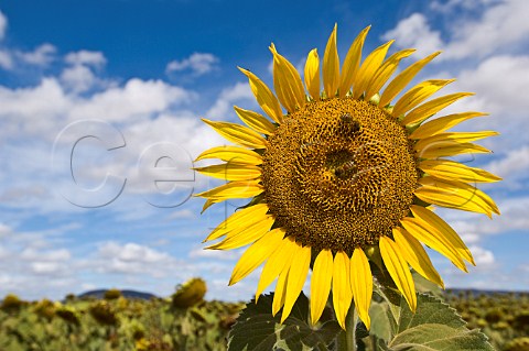Sunflower field Gunnedah region New South Wales Australia