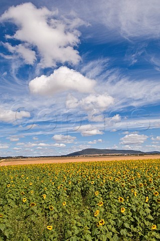 Sunflower field Gunnedah region New South Wales Australia