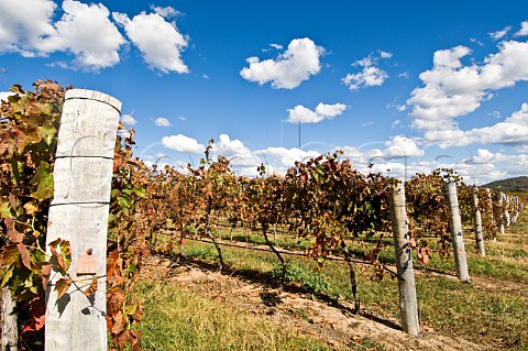 Shiraz vines in autumn Henty Estate Granite Belt Ballandean Queensland Australia