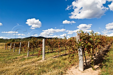 Shiraz vines in autumn Henty Estate Granite Belt Ballandean Queensland Australia