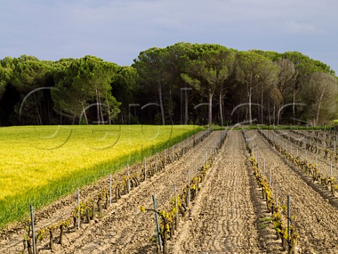 Vineyard and barley field in spring at Pesquera de Duero Castilla y Len Spain  DO Ribera del Duero