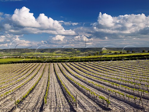Vineyard in spring above the Duero valley at Olivares de Duero  Castilla y Len Spain Ribera del Duero