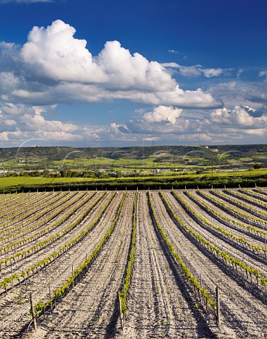 Vineyard in spring above the Duero valley at Olivares de Duero  Castilla y Len Spain Ribera del Duero