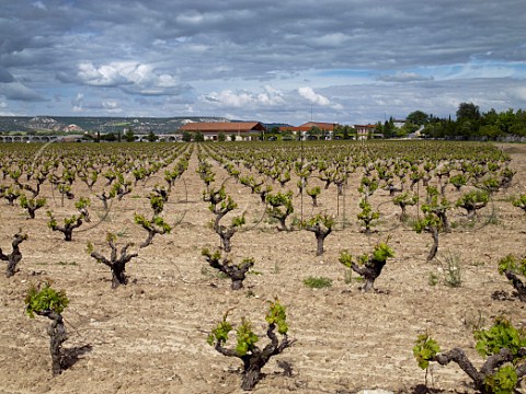 Old vineyard at Bodegas Vega Sicilia Valbuena de Duero Castilla y Len Spain Ribera del Duero
