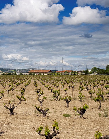 Old vineyard at Bodegas Vega Sicilia Valbuena de Duero Castilla y Len Spain Ribera del Duero