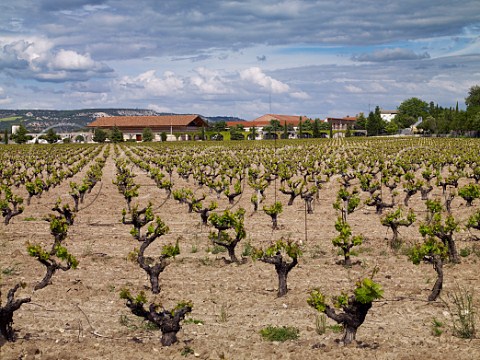 Spring in old vineyard at Bodegas Vega Sicilia Valbuena de Duero Castilla y Len Spain Ribera del Duero