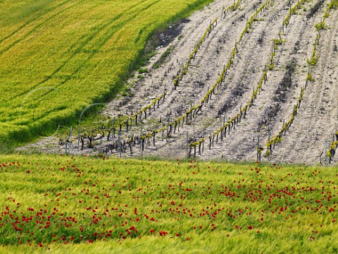 Poppies in barley field by Tinto Fino vineyard of Bodegas Aalto near Peafiel  Castilla y Len Spain Ribera del Duero