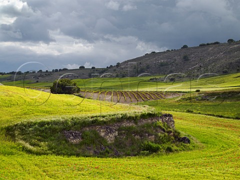 Poppies in barley fields by Tinto Fino vineyard of Bodegas Aalto near Peafiel  Castilla y Len Spain Ribera del Duero