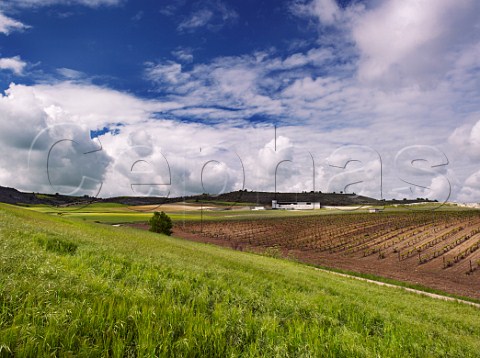 Bodegas Aalto viewed over barley field and Tinto Fino vineyard in spring  Near Peafiel Castilla y Len Spain Ribera del Duero