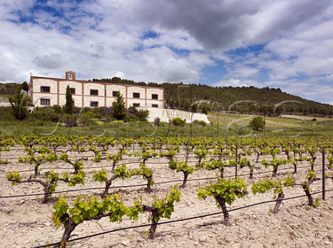Bodegas Matarromera and Tinto Fino vineyards in spring Olivares de Duero Castilla y Len Spain Ribera del Duero