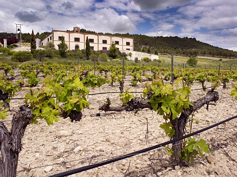 Bodegas Matarromera and Tinto Fino vineyard in spring Olivares de Duero Castilla y Len Spain Ribera del Duero