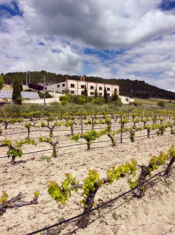 Bodegas Matarromera and Tinto Fino vineyard in spring Olivares de Duero Castilla y Len Spain Ribera del Duero