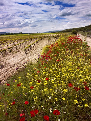 Spring flowers by Tinto Fino vineyard of Bodegas Matarromera near Olivares de Duero Castilla y Len Spain Ribera del Duero