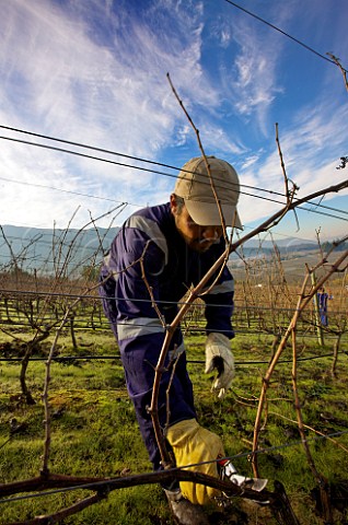 Pruning Petit Verdot vines in the Clos Apalta vineyard of Lapostolle  Colchagua Valley Chile