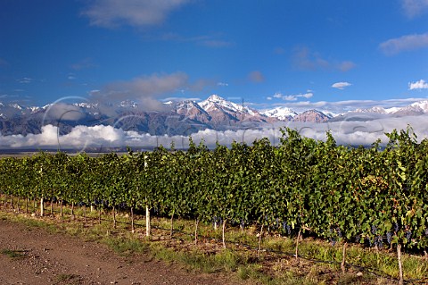 Cabernet Sauvignon vineyard of Salentein and El Portillo with snow capped Andes mountains in the background Tunuyan Mendoza Argentina Uco Valley