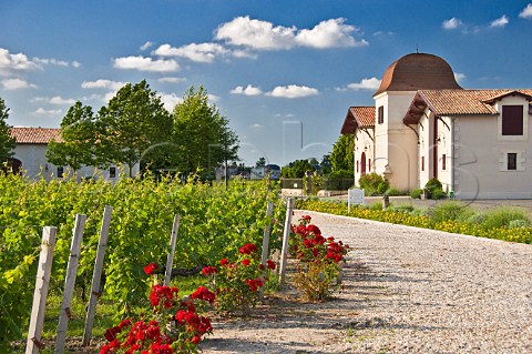 Roses in vineyard next to chai of Chteau RauzanSgla Margaux Gironde France Margaux  Bordeaux