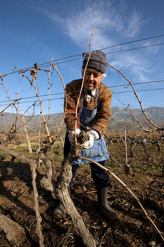 Elderly worker pruning 80year old Cabernet Sauvignon vines in Clos Apalta vineyard of Lapostolle Colchagua Valley Chile