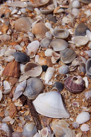 Shells on Costa Malabari beach near Kannur Cannanore on the CochinMysore  CochinGoa route North Kerala India