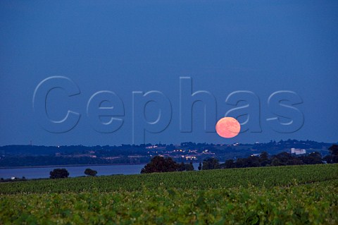 Moonrise over vineyards of Chteau Latour and the Gironde estuary Pauillac Gironde France Pauillac  Bordeaux