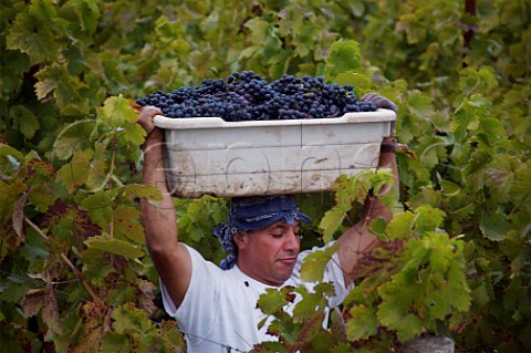 Harvesting Syrah grapes in Alexander Vineyard Napa California Oak Knoll AVA