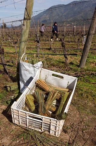 Organic reed ties for tying up vines in the biodynamic Clos Apalta vineyard of Lapostolle Colchagua Valley Chile