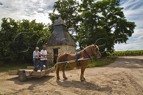 Horse and trailer in biodynamic vineyards of Chteau PontetCanet Pauillac Gironde France Pauillac  Bordeaux