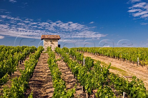 Small hut in vineyards of Chteau CoutelinMerville CissacMdoc Gironde France StEstphe  Bordeaux