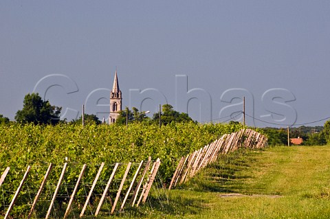 Vineyard and church CivracenMdoc Gironde France Mdoc  Bordeaux