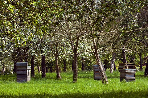 Beehives in apple orchard at blossom time Compton Dando Somerset England