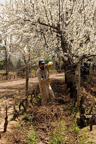 Cherry blossom with worker collecting prunings from Malbec vineyard of Bodega Terrazas Mendoza Argentina