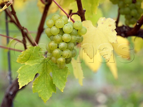 Chardonnay grapes in vineyard of Roebuck Estates at Bignor Sussex England