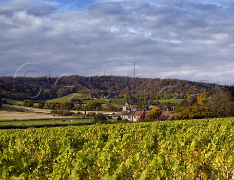 Chardonnay vineyard of Roebuck Estates with the South Downs beyond  Bignor near Pulborough Sussex England