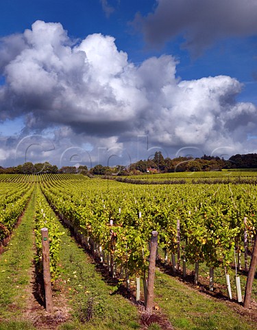 Tillington vineyard of Nyetimber Near Petworth  Sussex England