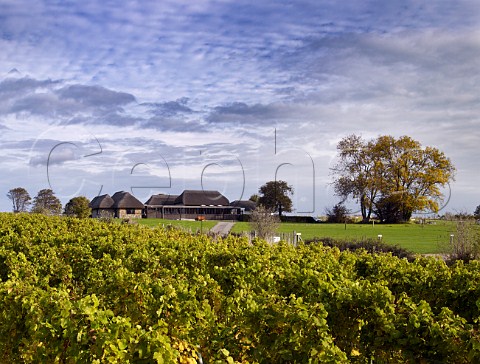 Chardonnay vineyard of Roebuck Estates planted around the Roman villa at Bignor near Pulborough Sussex England