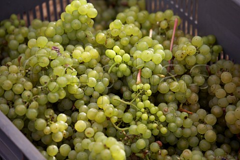 Crate of harvested Chardonnay grapes in vineyard of Roebuck Estates at Bignor  near Pulborough Sussex England