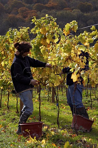 Picking Chardonnay grapes in vineyard of Roebuck Estates at Bignor near Pulborough Sussex England