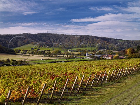 Pinot Noir vineyard of Roebuck Estates with the South Downs beyond  Bignor near Pulborough Sussex England