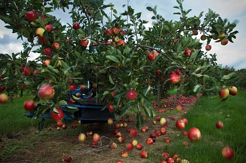 Machine harvesting Katy cider apples by shaking the trees Thatchers Cider Orchard Sandford Somerset England