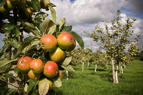 Prince William cider apples Thatchers Cider Orchard Sandford Somerset England