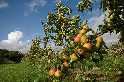Prince William cider apples Thatchers Cider Orchard Sandford Somerset England