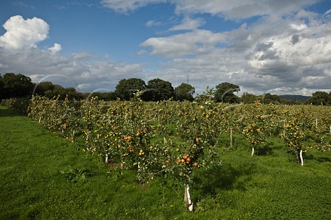 Prince William cider apple orchard Thatchers Cider Orchard Sandford Somerset England